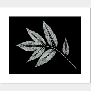 Ash Leaf Imprint Posters and Art